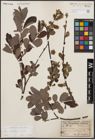 Foto von Salix cinerea L.
